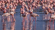 Lesser Flamingo