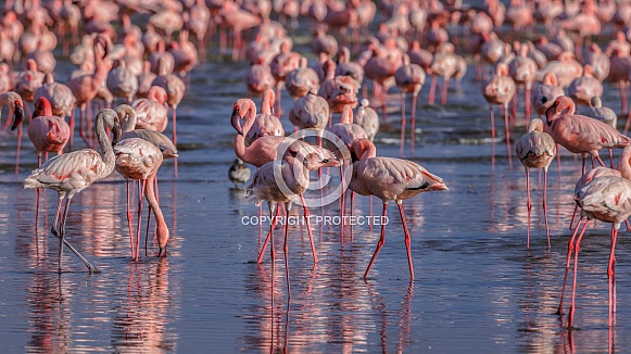 Lesser Flamingo Lesser Flamingo