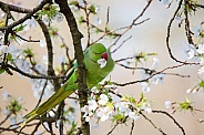 Ring Necked Parakeet
