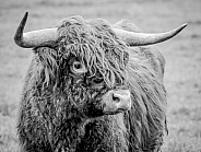 Highland Cow