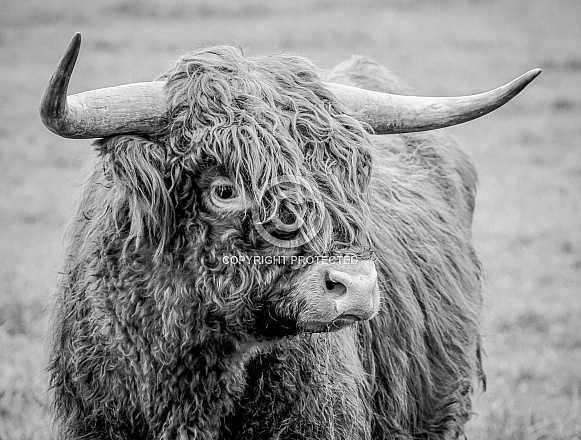 Highland Cow