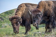 American Bison (bison bison)