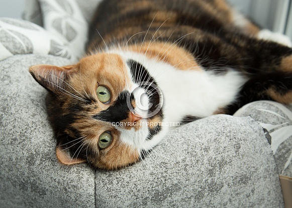 Tortoiseshell Cat