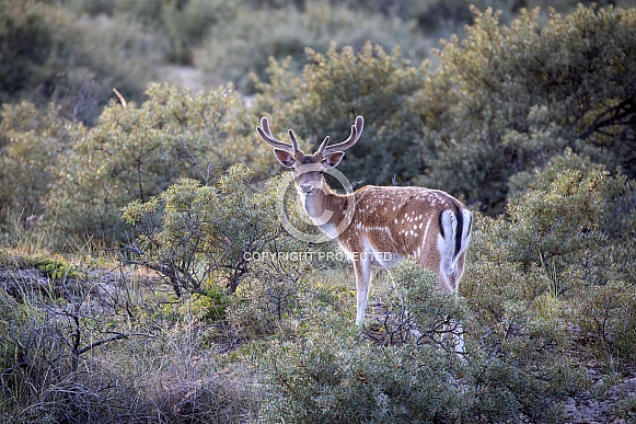 Fallow deer (Dama dama)