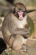 Japanese macaque (Macaca Fuscata)