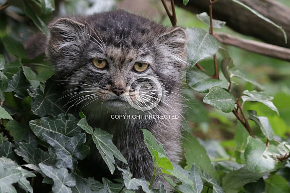 Pallas cat Pallas cat