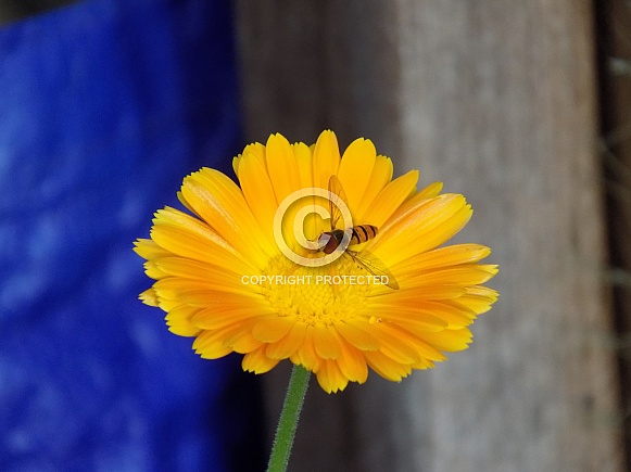 Hoverfly on English marigold