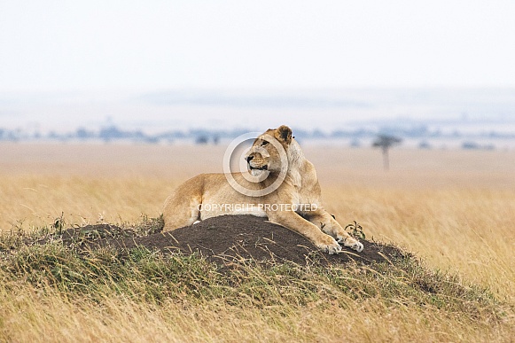 Wild lioness