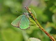 Green Hairstreak