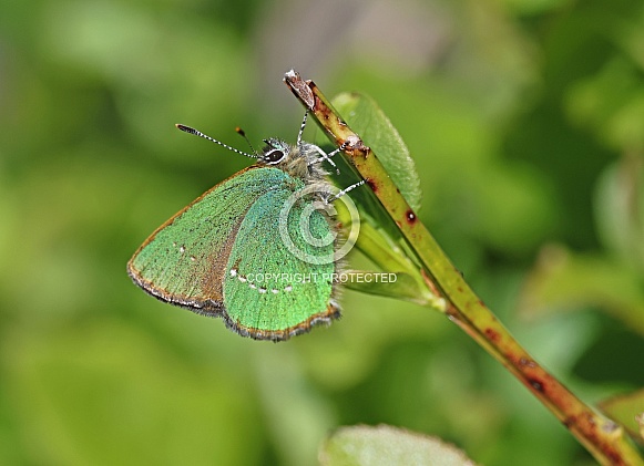 Green Hairstreak