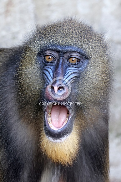 Mandrill (Mandrillus sphinx) Mandrill (Mandrillus sphinx)