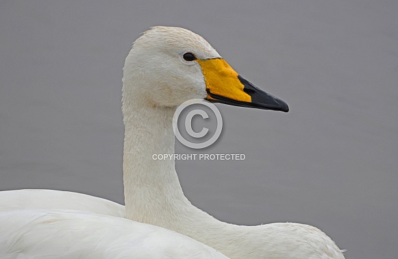 Whooper Swan