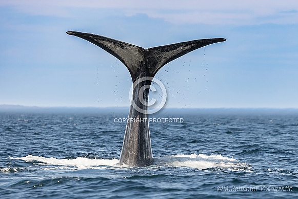 Humpback Tail Humpback Tail