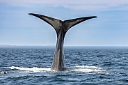 Humpback Tail