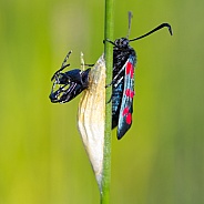Locust butterfly
