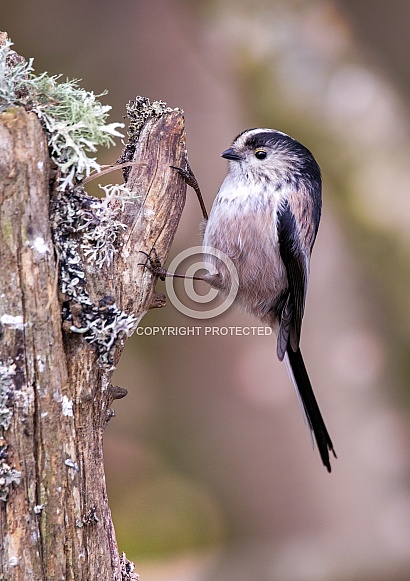 Long tailed tit