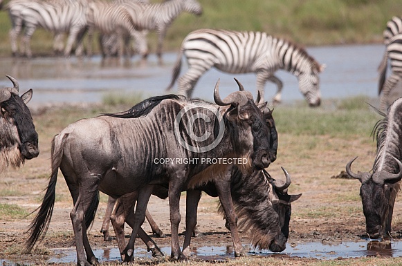 Wildebeest and Zebra