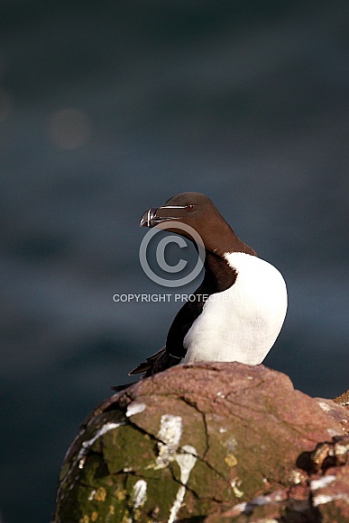 Razorbill