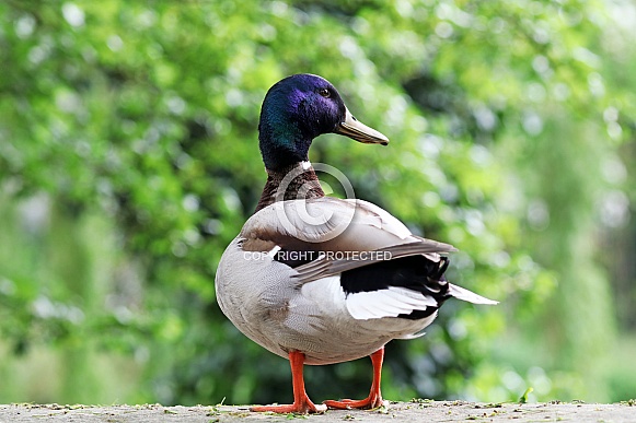 Mallard (Anas platyrhynchos)