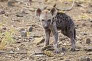 Hyena Cub (wild)