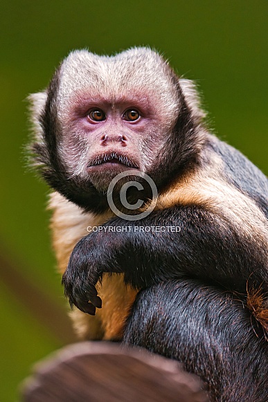 Capuchin Monkey