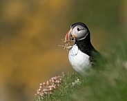 Puffin