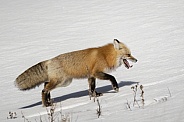 Red Fox