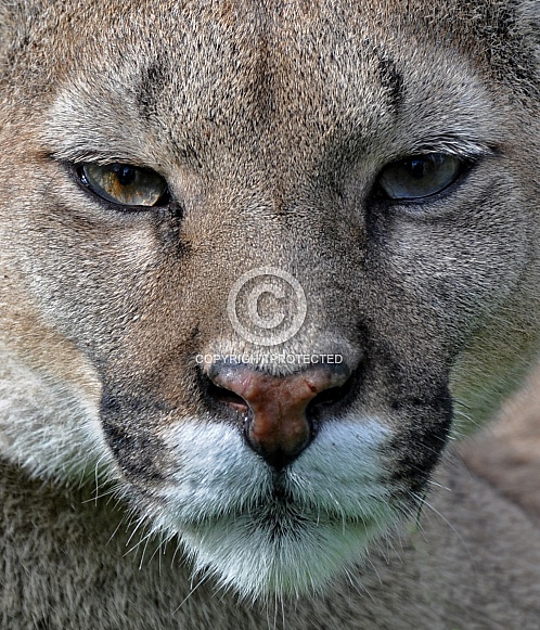 Canadian Cougar