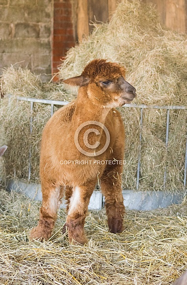 Huacaya Alpaca Huacaya Alpaca