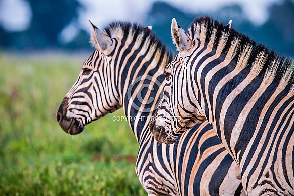 Zebra