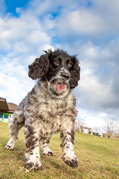 English Springer Spaniel