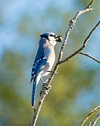 Cyanocitta Crostata