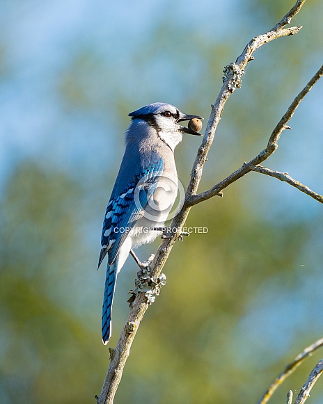 Cyanocitta Crostata Cyanocitta Crostata