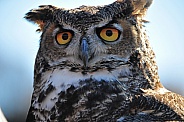 Eurasian Eagle Owl / Bubo bubo