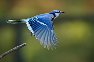 Blue Jay