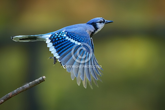 Blue Jay