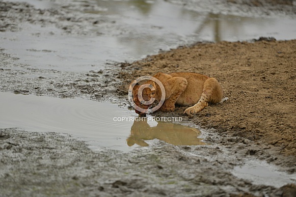Lioness