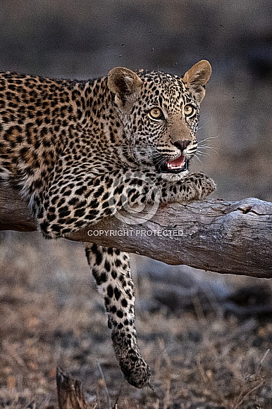 Leopard Cub