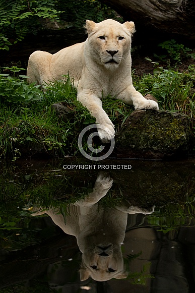 African White Lion African White Lion