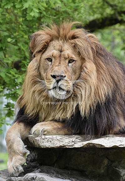 African Lion