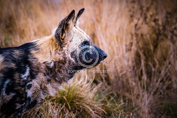 African Wild Dog