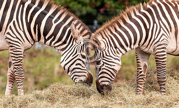 Grants Zebras Head To Head Eating