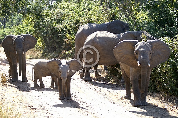 African Elephants African Elephants