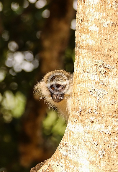 Vervet Monkey Vervet Monkey