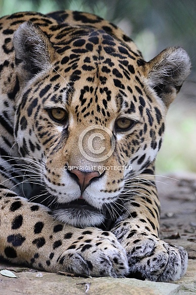 Jaguar