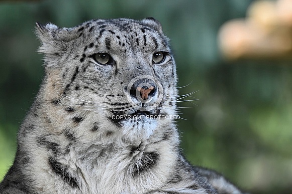 Snowleopard