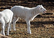 Baby sheep Lambs
