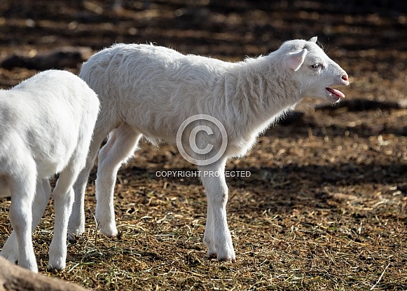 Baby sheep Lambs