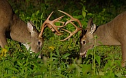 White tail deer