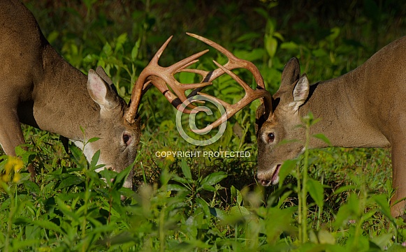 White tail deer